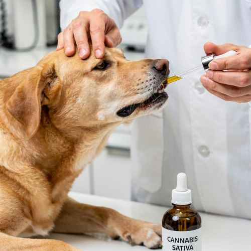 Uso Veterinário